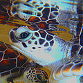 Baby Turtles by Carey Chen Baby Turtles by Carey Chen