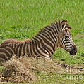 Baby Zebra Resting Photograph by Kathy Baccari Baby Zebra Resting Photograph by Kathy Baccari