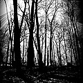 Backdunes In April by Michelle Calkins Backdunes In April by Michelle Calkins