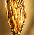 Backlit Leaf by Terri Harper