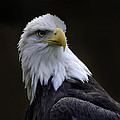 Bald Eagle Photograph by Ann Bridges Bald Eagle Photograph by Ann Bridges