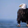 Bald Eagle At Low Tide Photograph by Yva Momatiuk John Eastcott Bald Eagle At Low Tide Photograph by Yva Momatiuk John Eastcott