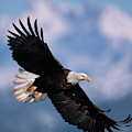 Bald Eagle Flying, Kachemak Bay Photograph by Yva Momatiuk John Eastcott Bald Eagle Flying, Kachemak Bay Photograph by Yva Momatiuk John Eastcott