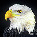 Bald Eagle Hailaeetus Leucocephalus Wildlife Rescue Photograph by Dave Welling Bald Eagle Hailaeetus Leucocephalus Wildlife Rescue Photograph by Dave Welling