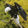 Bald Eagle in Perch Wildlife Rescue Photograph by Dave Welling Bald Eagle in Perch Wildlife Rescue Photograph by Dave Welling