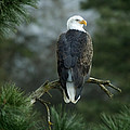 Bald Eagle in Tree by Paul DeRocker Bald Eagle in Tree by Paul DeRocker
