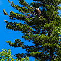 Bald Eagle Photograph by Lars Lentz Bald Eagle Photograph by Lars Lentz