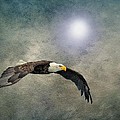 Bald Eagle Textured Art Photograph by David Dehner Bald Eagle Textured Art Photograph by David Dehner