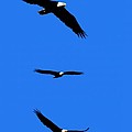 Bald Eagle Triptych Photograph by Thomas Marchessault Bald Eagle Triptych Photograph by Thomas Marchessault
