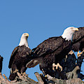 Bald Eagles Quartet by Yva Momatiuk and John Eastcott Bald Eagles Quartet by Yva Momatiuk and John Eastcott