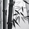 Bamboo And Light by M E Wood Bamboo And Light by M E Wood