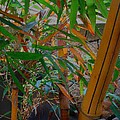 Bamboo Garden by Gordon Beck Bamboo Garden by Gordon Beck