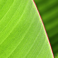 Banana Leaf Photograph by Heiko Koehrer-Wagner Banana Leaf Photograph by Heiko Koehrer-Wagner