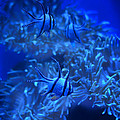 Banggai Cardinalfish - Aquarium Blue by Nikolyn McDonald