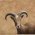 Barbary Ram by James W Johnson Barbary Ram by James W Johnson