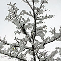 Bare Branches With Snow by Tikvah's Hope Bare Branches With Snow by Tikvah's Hope
