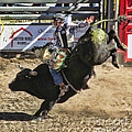 Bareback Bull riding Photograph by Ron Roberts Bareback Bull riding Photograph by Ron Roberts