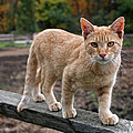 Barn Cat Photograph by Rona Black Barn Cat Photograph by Rona Black