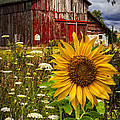 Barn Meadow Flowers Photograph by Debra and Dave Vanderlaan Barn Meadow Flowers Photograph by Debra and Dave Vanderlaan