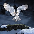 Barn Owl Landing Photograph by Manfred Danegger Barn Owl Landing Photograph by Manfred Danegger