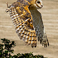 Barn Owl Photograph by Robert L Jackson Barn Owl Photograph by Robert L Jackson