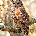 Barred Owl Photograph by Kathy Baccari Barred Owl Photograph by Kathy Baccari