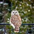 Barred Owl Print Photograph by Gwen Gibson Barred Owl Print Photograph by Gwen Gibson