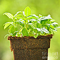 Basil by Elena Elisseeva Basil by Elena Elisseeva