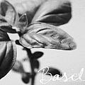 Basil Mixed Media by Linda Woods Basil Mixed Media by Linda Woods