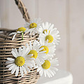 Basket Full Of Summer Daisys by Edward Fielding Basket Full Of Summer Daisys by Edward Fielding