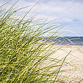 Beach Grass by Elena Elisseeva Beach Grass by Elena Elisseeva