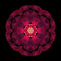 Beach Rose II Flower Mandala by David J Bookbinder