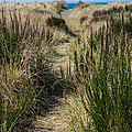Beach Trail Photograph by Tikvah's Hope Beach Trail Photograph by Tikvah's Hope