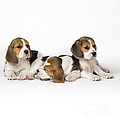 Beagle Puppies, Row Of Three, Second Photograph by John Daniels Beagle Puppies, Row Of Three, Second Photograph by John Daniels