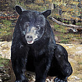 Bear - Wildlife Art - Ursus americanus Painting by Jan Dappen Bear - Wildlife Art - Ursus americanus Painting by Jan Dappen