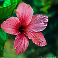 Beautiful Hibiscus by Robert Bales Beautiful Hibiscus by Robert Bales