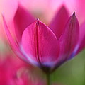 Beautiful Pink by Annie Snel Beautiful Pink by Annie Snel
