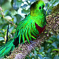 Beautiful Quetzal 2 Photograph by Heiko Koehrer-Wagner Beautiful Quetzal 2 Photograph by Heiko Koehrer-Wagner