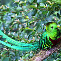 Beautiful Quetzal 3 Photograph by Heiko Koehrer-Wagner Beautiful Quetzal 3 Photograph by Heiko Koehrer-Wagner