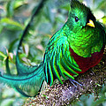 Beautiful Quetzal 4 Photograph by Heiko Koehrer-Wagner Beautiful Quetzal 4 Photograph by Heiko Koehrer-Wagner