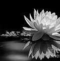 Beautiful Water Lily Reflections by Sabrina L Ryan Beautiful Water Lily Reflections by Sabrina L Ryan