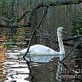 Beauty and Grace by Laura  Wong-Rose