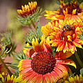 Beauty In The Garden by Lynn Bauer Beauty In The Garden by Lynn Bauer