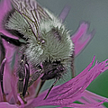 Bee Calm Photograph by Jennifer Robin Bee Calm Photograph by Jennifer Robin