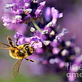 Bee on the Lavender Branch Photograph by Amanda Mohler Bee on the Lavender Branch Photograph by Amanda Mohler