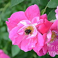 Bee Rosy Photograph by Laurel Best Bee Rosy Photograph by Laurel Best