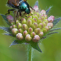 Beetle Sitting on Flower by John Wadleigh
