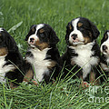 Bernese Mountain Puppies by Rolf Kopfle Bernese Mountain Puppies by Rolf Kopfle