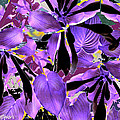 Beware The Midnight Garden by Seth Weaver Beware The Midnight Garden by Seth Weaver