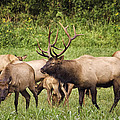 Big Arkansas Bull Elk with Harem by Michael Dougherty